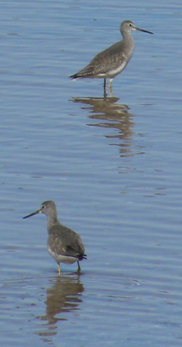 Greater Yellowlegs - Eric Haskell