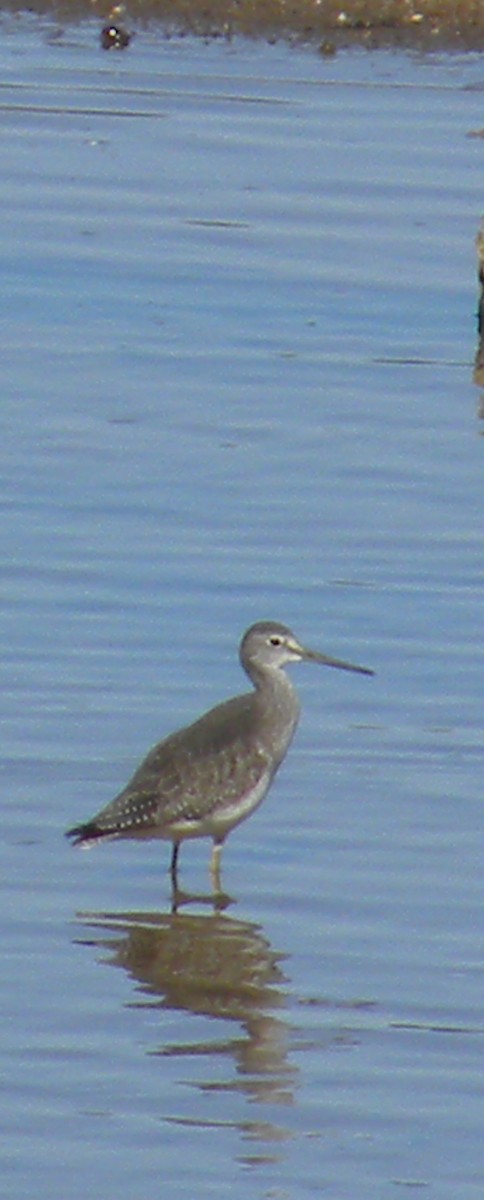 Greater Yellowlegs - Eric Haskell