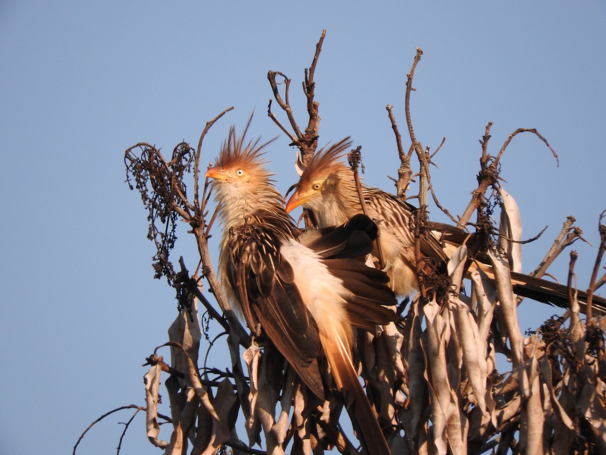 Guira Cuckoo - ML619588342