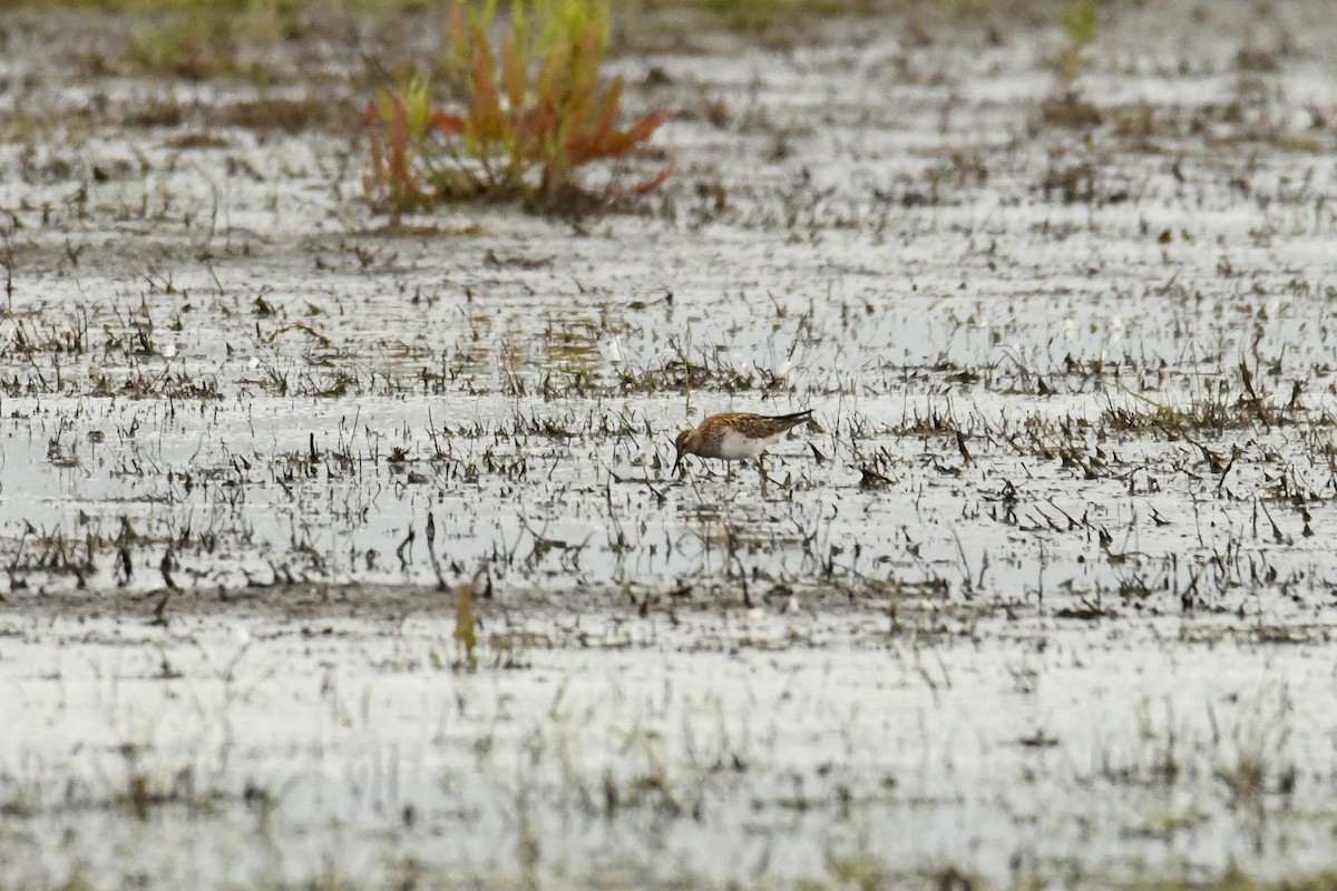 Pectoral Sandpiper - Mayoh DE Vleeschauwer