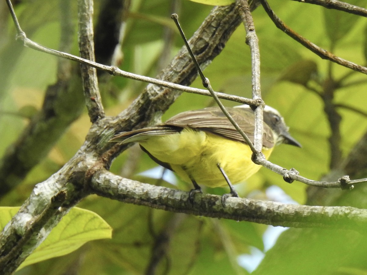 Social Flycatcher - Paula Peña-Amaya