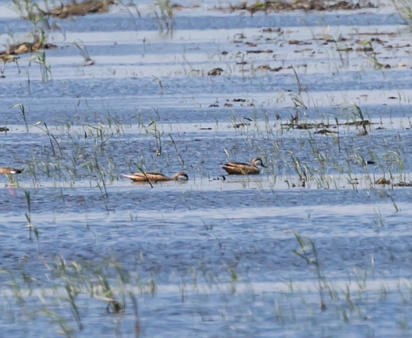 White-cheeked Pintail - Damon Haan