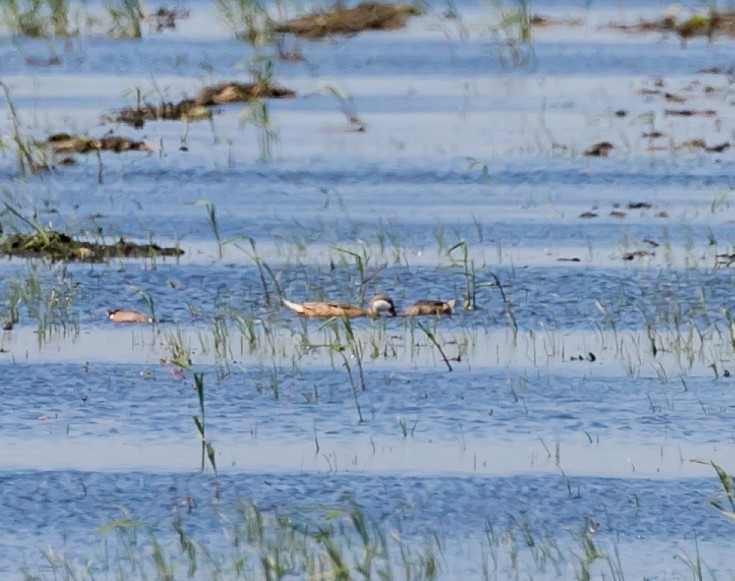 White-cheeked Pintail - Damon Haan