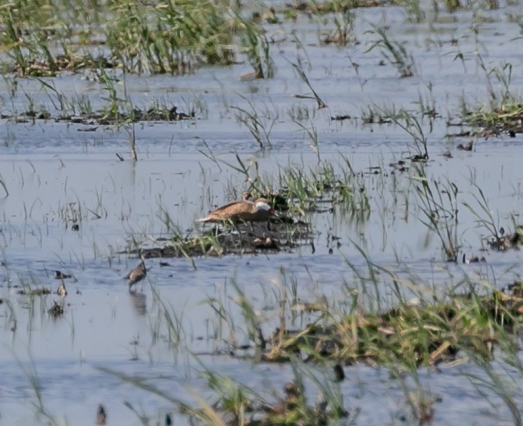 White-cheeked Pintail - Damon Haan