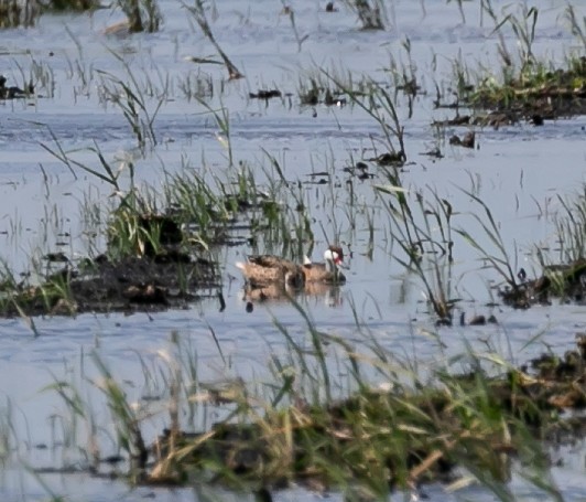 White-cheeked Pintail - Damon Haan