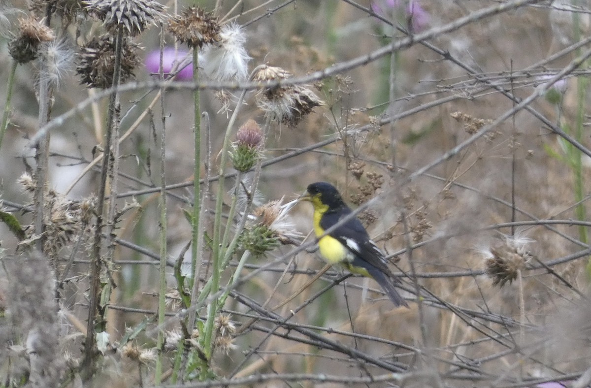 Lesser Goldfinch - Kirra Loves Cats