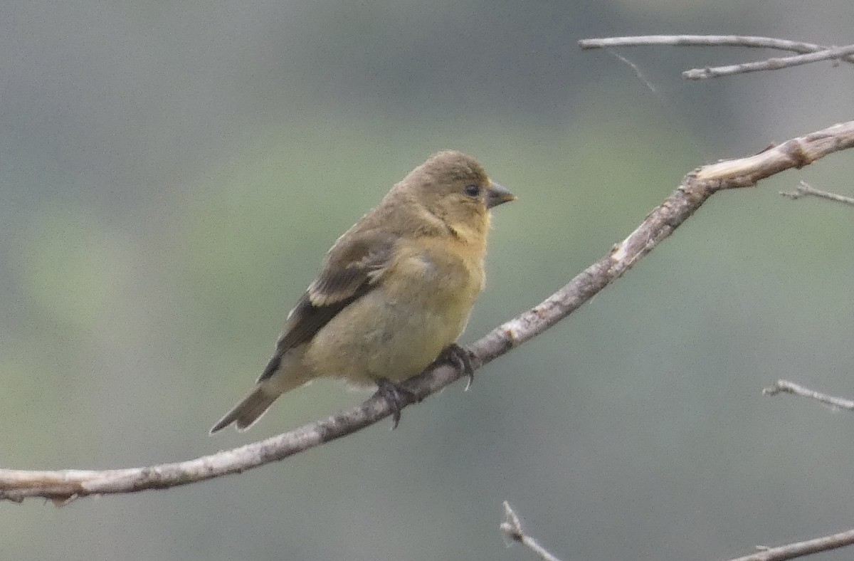 Lesser Goldfinch - Kirra Loves Cats