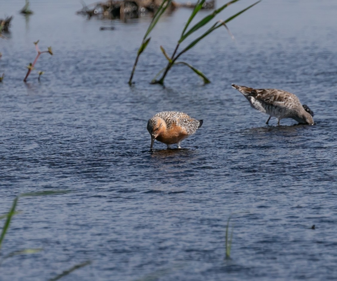 Red Knot - Damon Haan