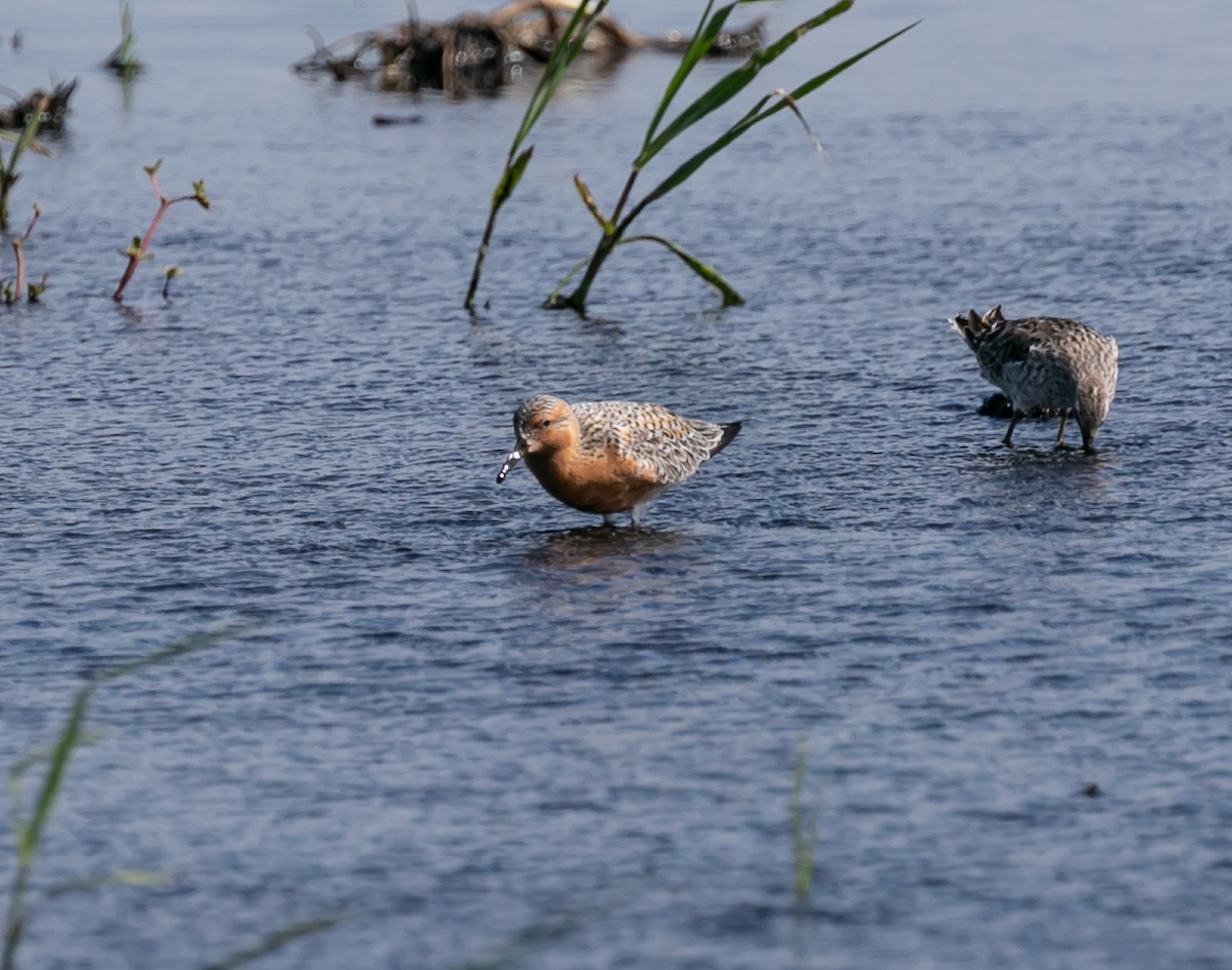 Red Knot - Damon Haan