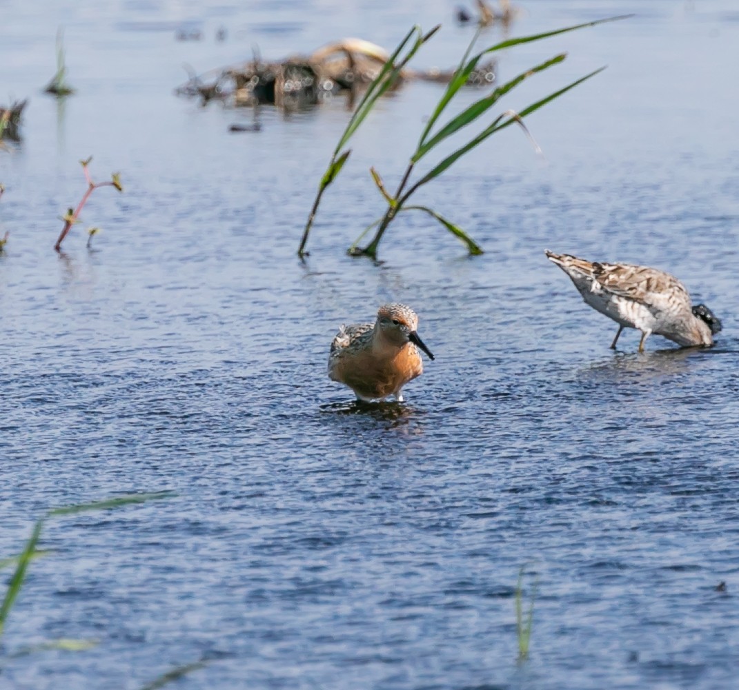 Red Knot - Damon Haan