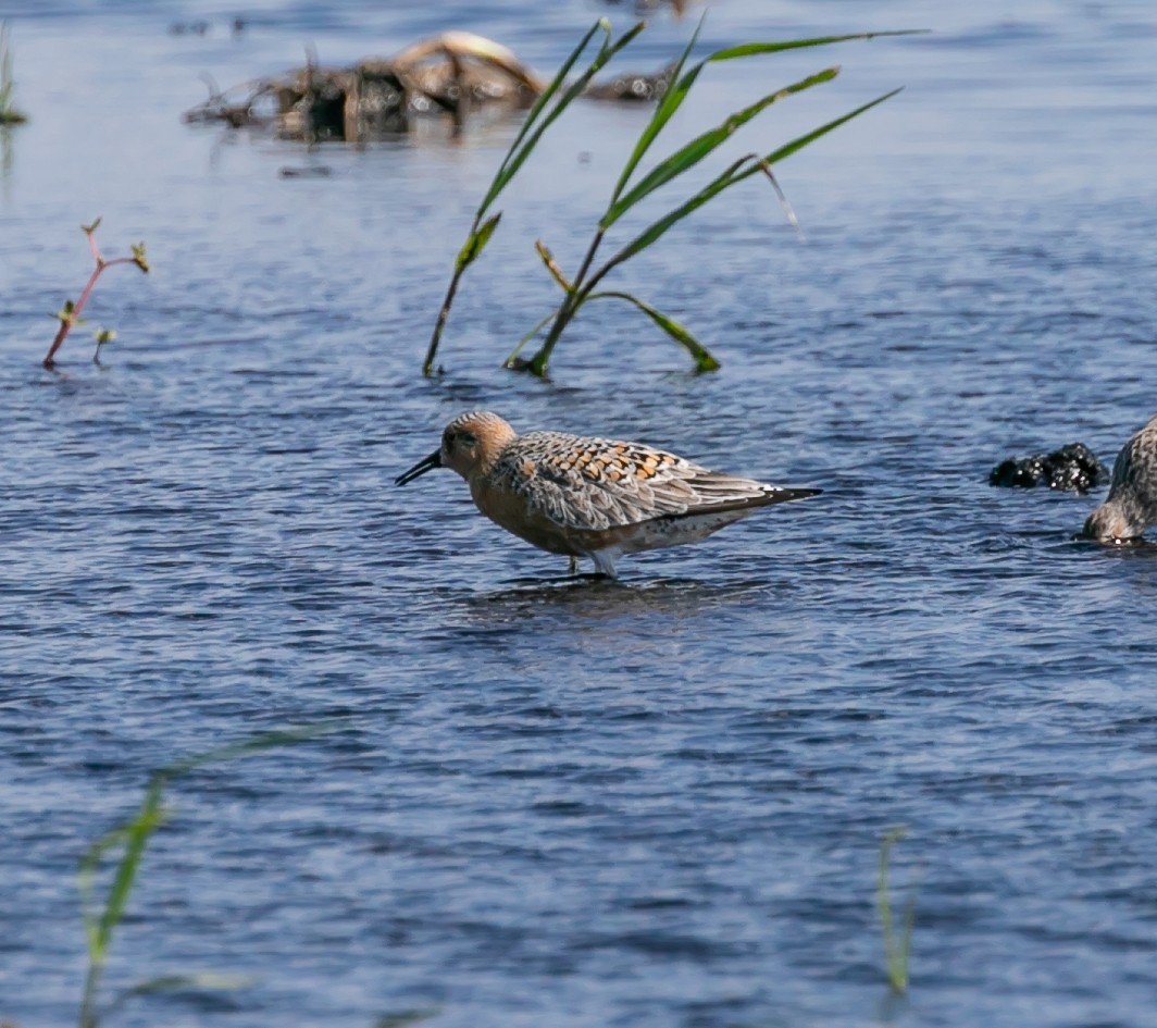 Red Knot - ML619588383