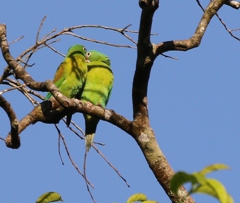 Orange-chinned Parakeet - Richard Greenhalgh