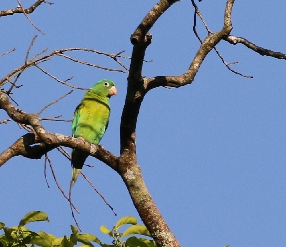 Orange-chinned Parakeet - Richard Greenhalgh