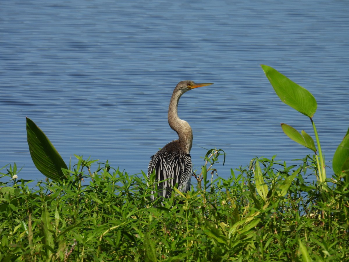 Anhinga - Denise Rychlik