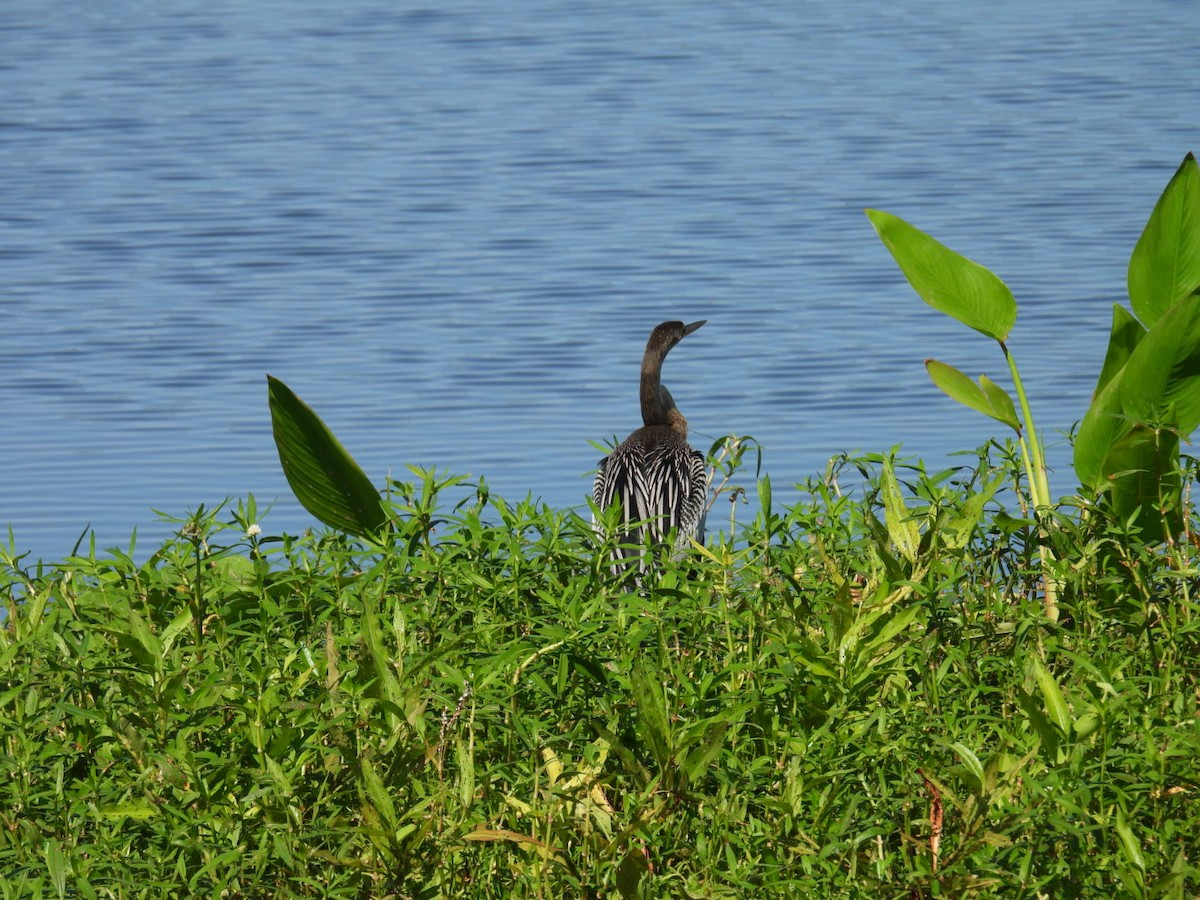 Anhinga - Denise Rychlik