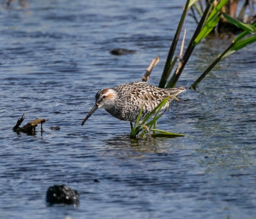 Stilt Sandpiper - Damon Haan