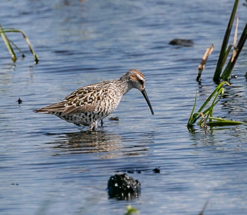 Stilt Sandpiper - Damon Haan