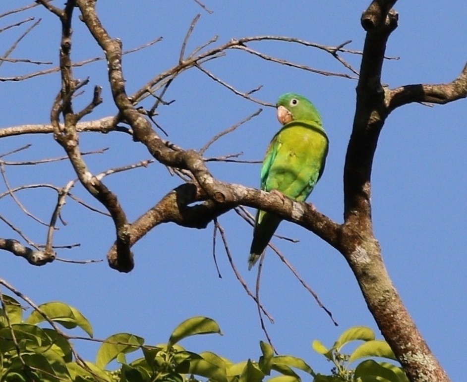 Orange-chinned Parakeet - Richard Greenhalgh