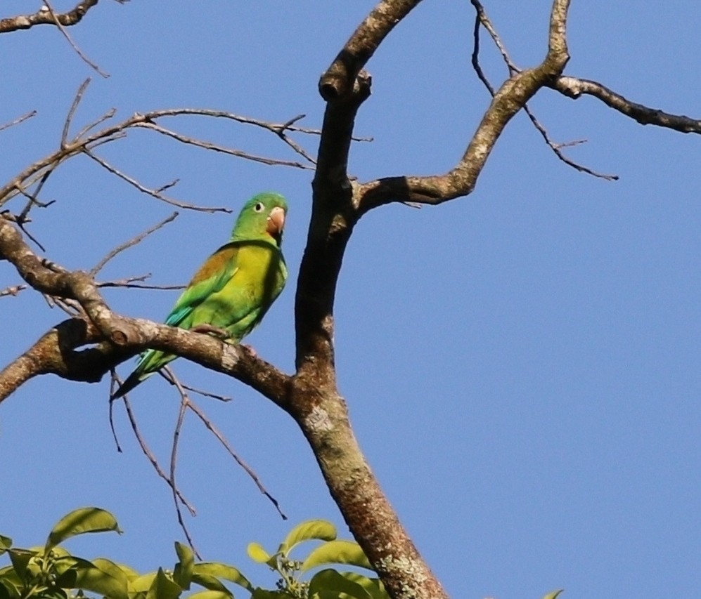 Orange-chinned Parakeet - Richard Greenhalgh