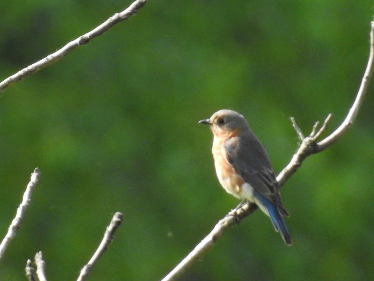 Eastern Bluebird - Danielle Hawkins