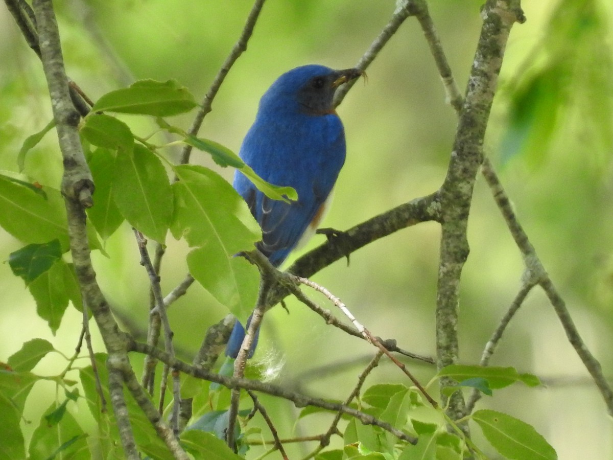 Eastern Bluebird - Danielle Hawkins