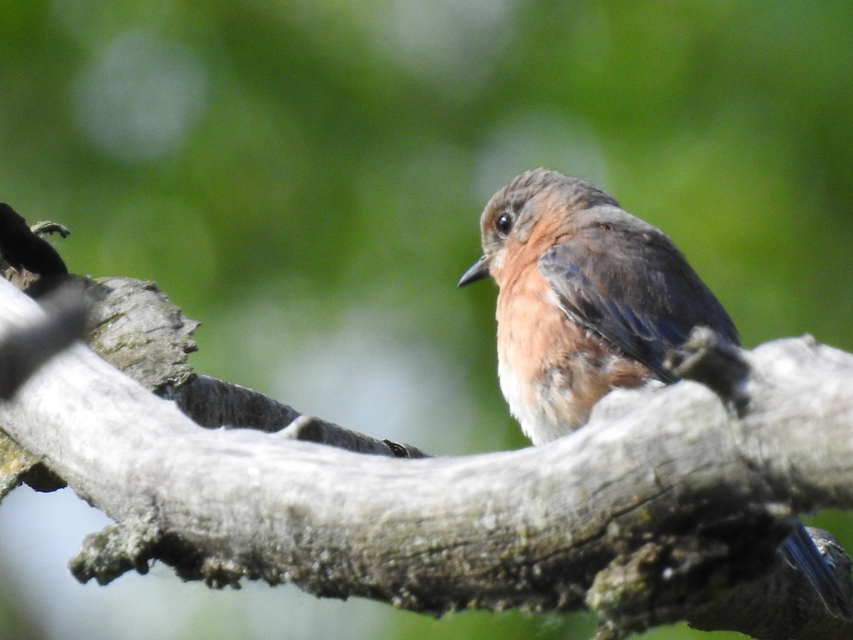 Eastern Bluebird - Danielle Hawkins