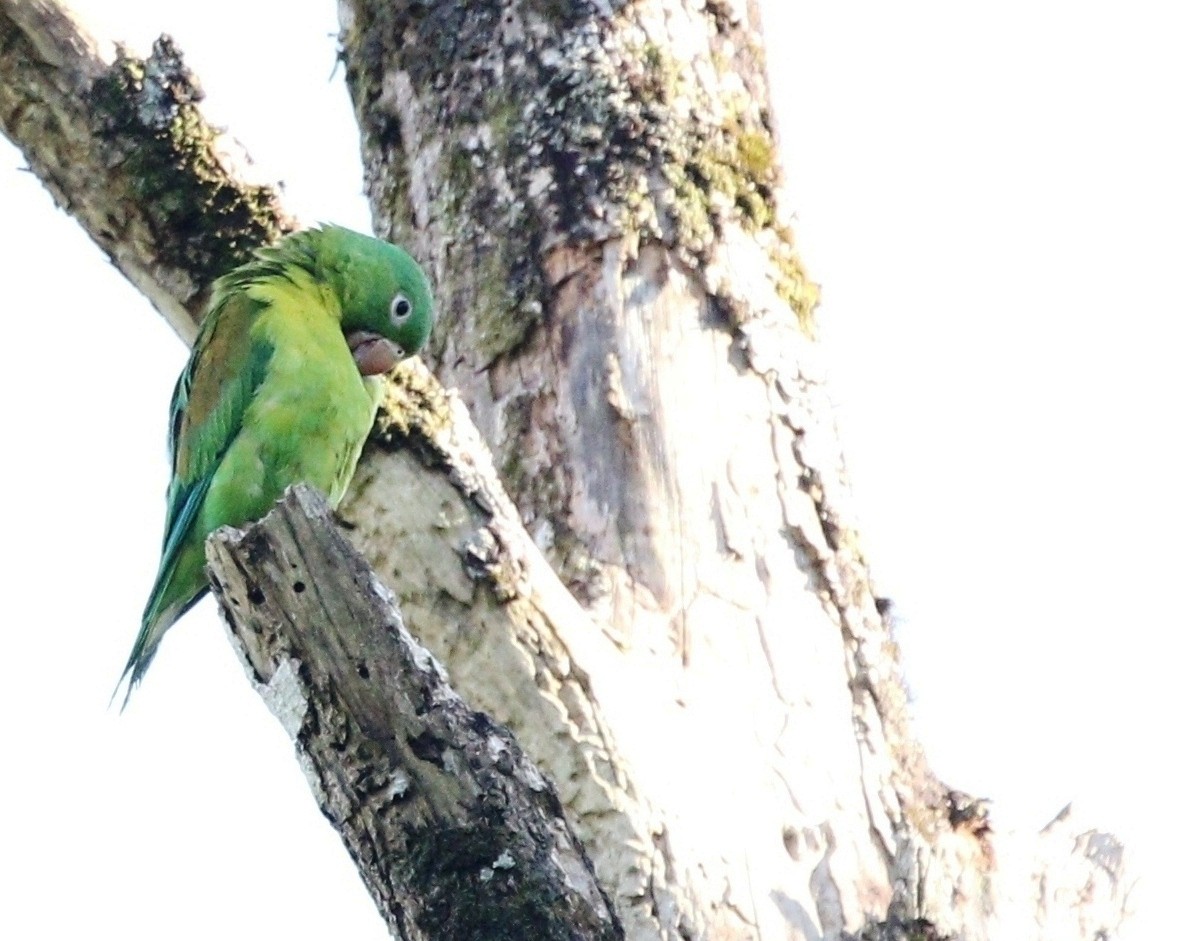 Orange-chinned Parakeet - Richard Greenhalgh