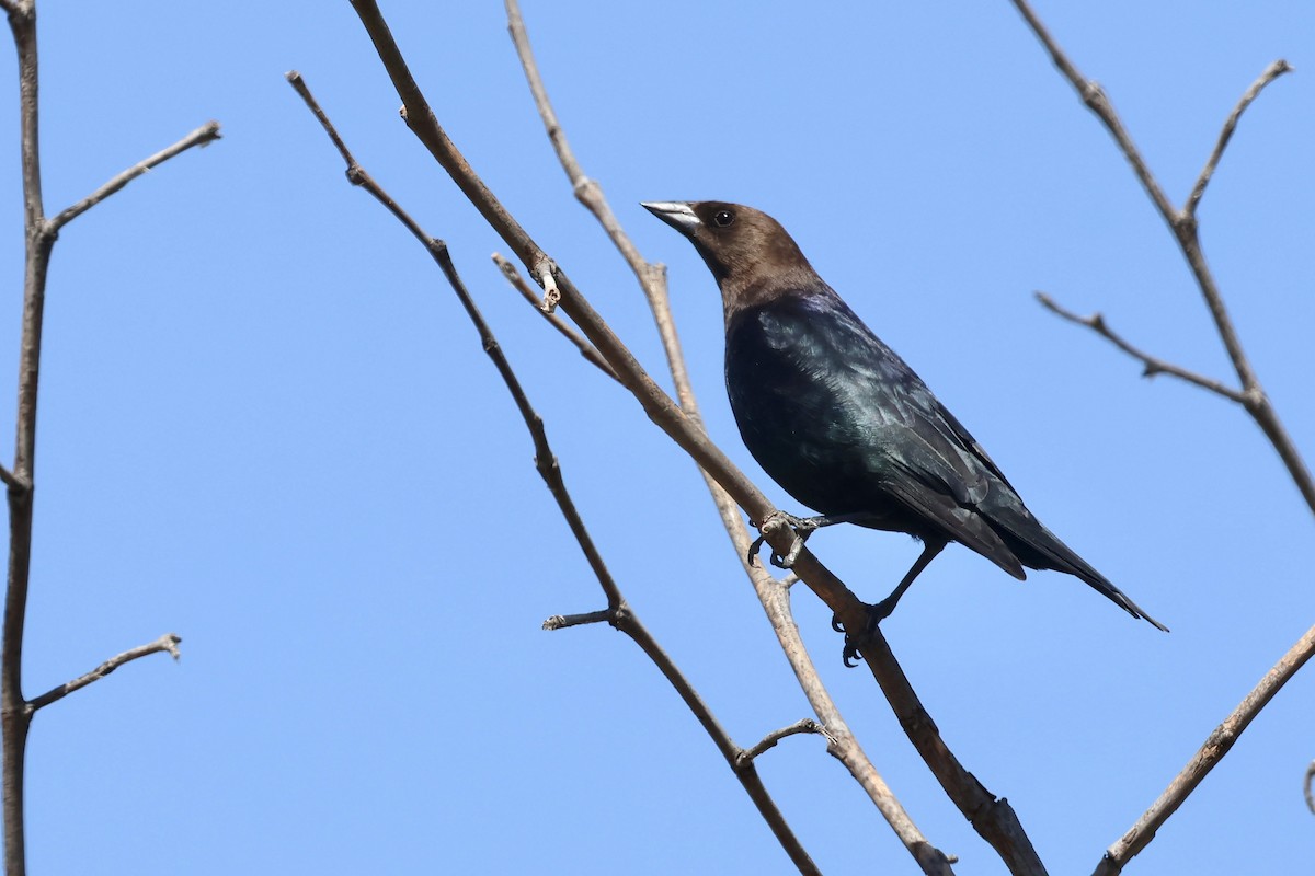 Brown-headed Cowbird - ML619588426