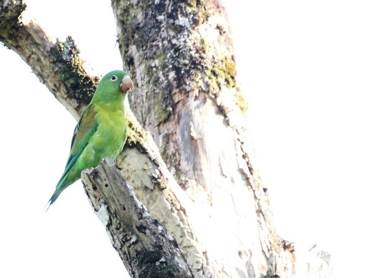 Orange-chinned Parakeet - Richard Greenhalgh