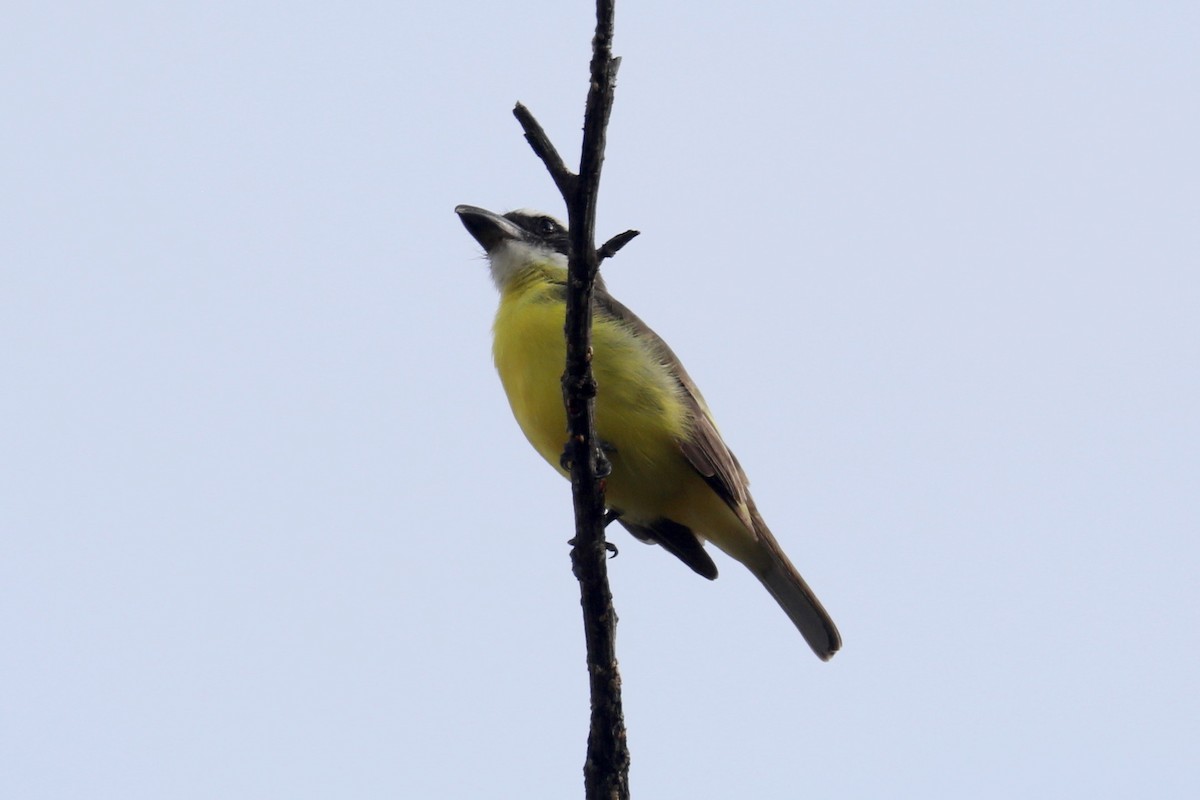 Boat-billed Flycatcher - Stephen Gast