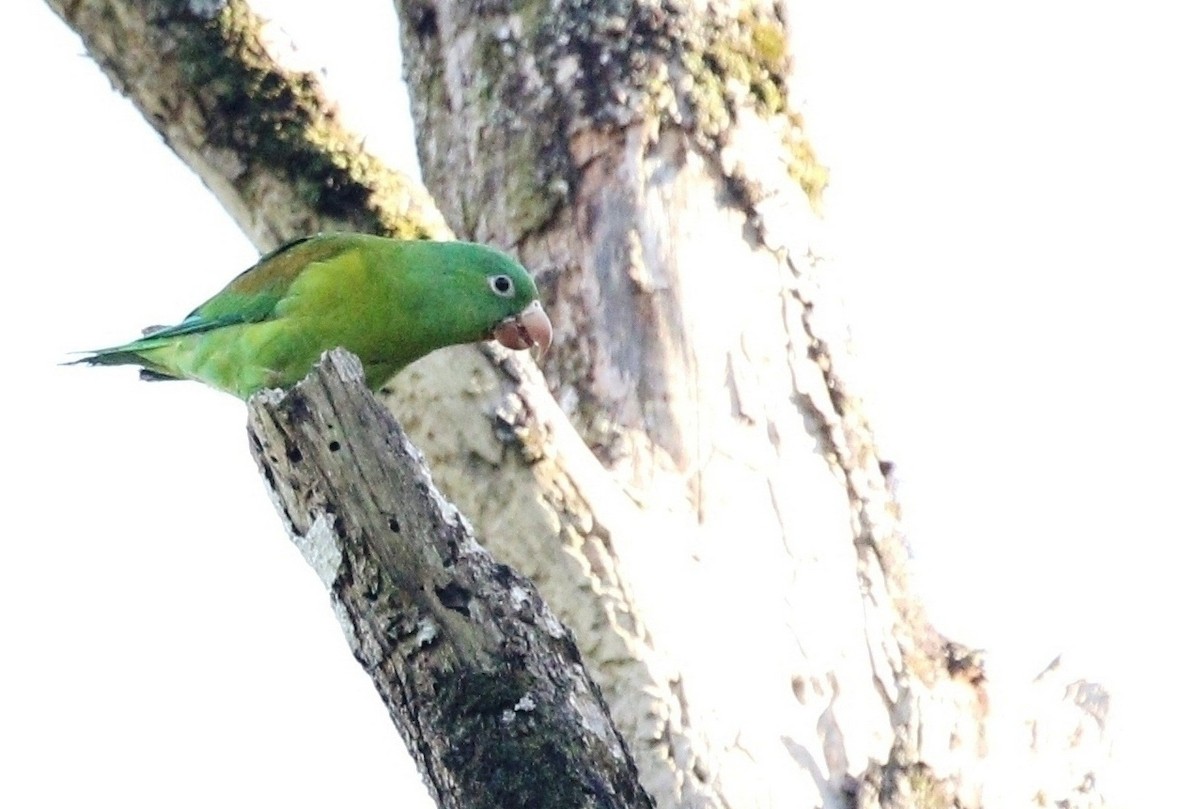 Orange-chinned Parakeet - Richard Greenhalgh