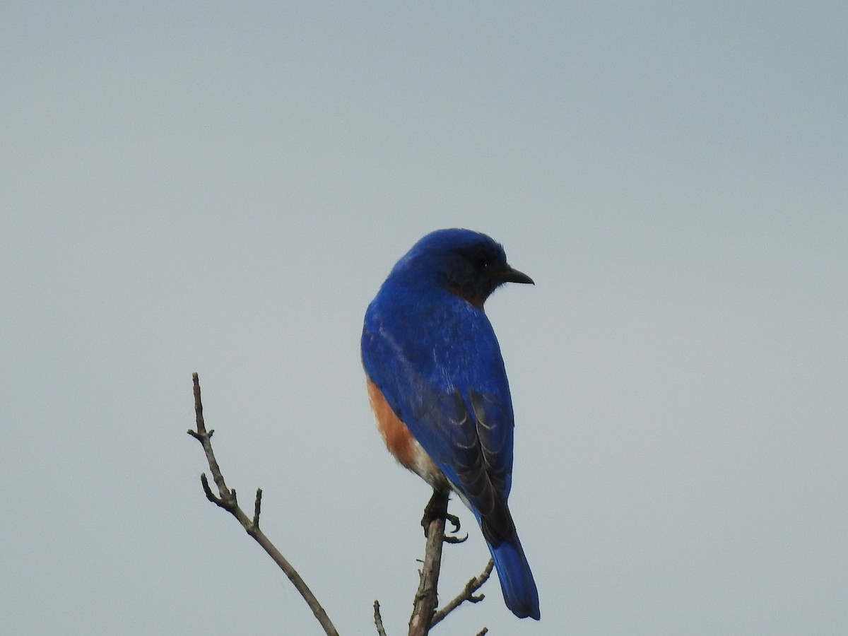 Eastern Bluebird - Danielle Hawkins