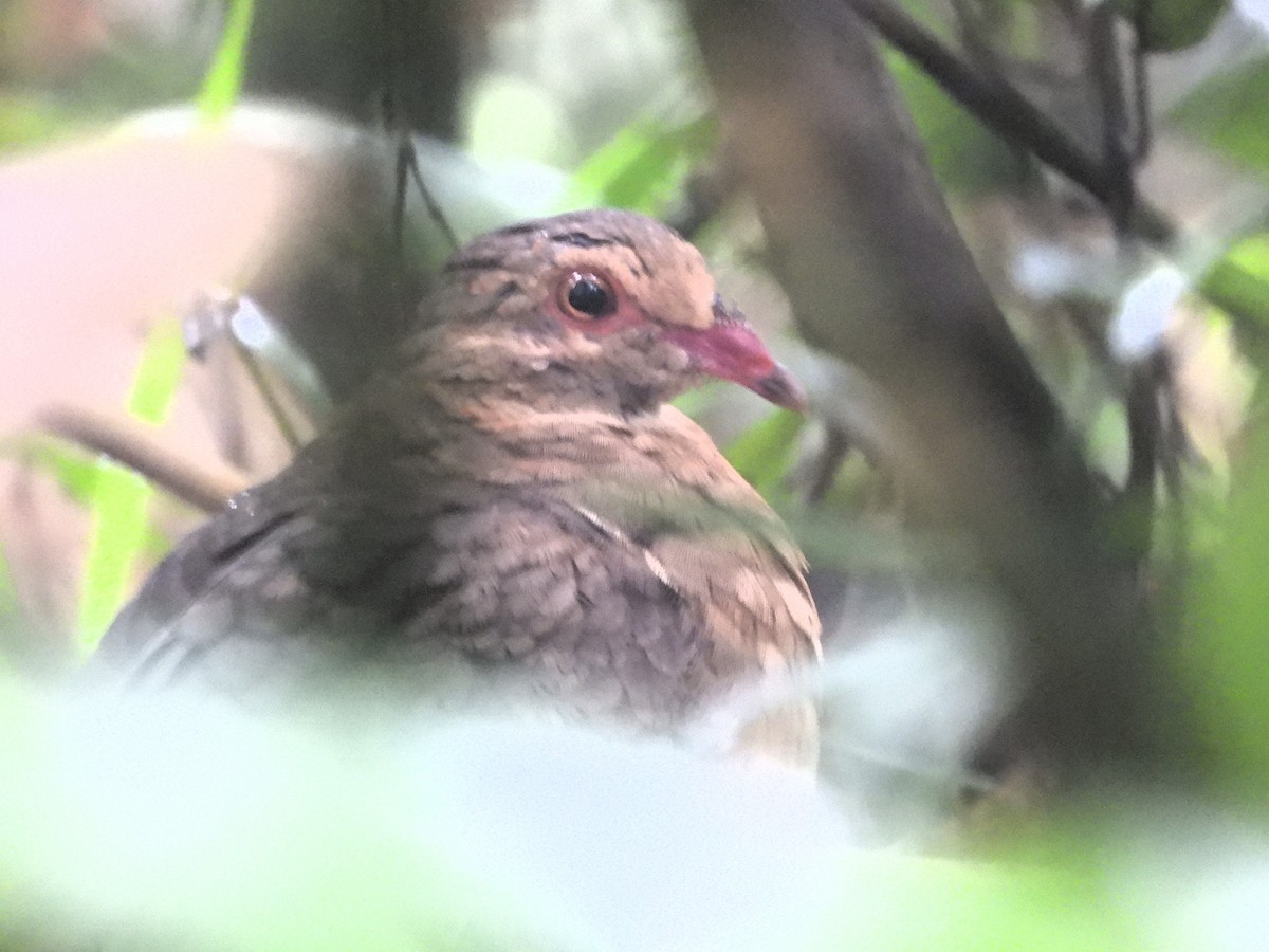 Ruddy Quail-Dove - ML619588439