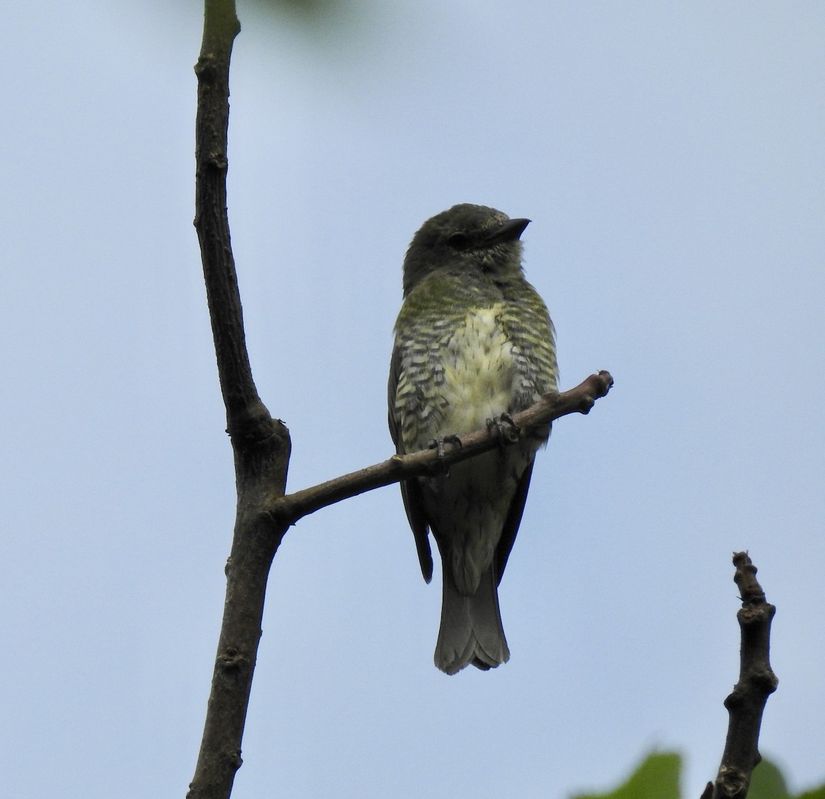 Swallow Tanager - ML619588441