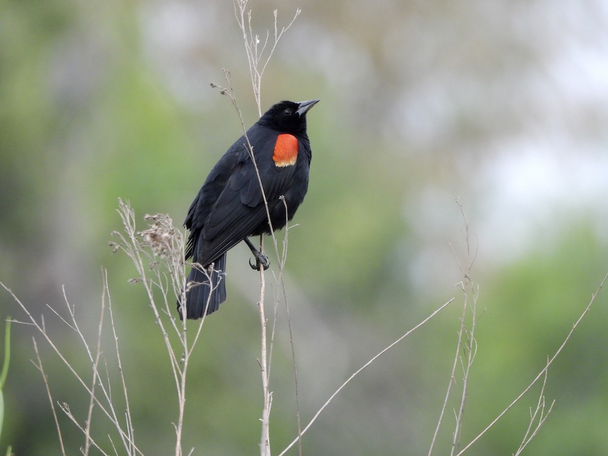 Red-winged Blackbird - Joshua Mitchell