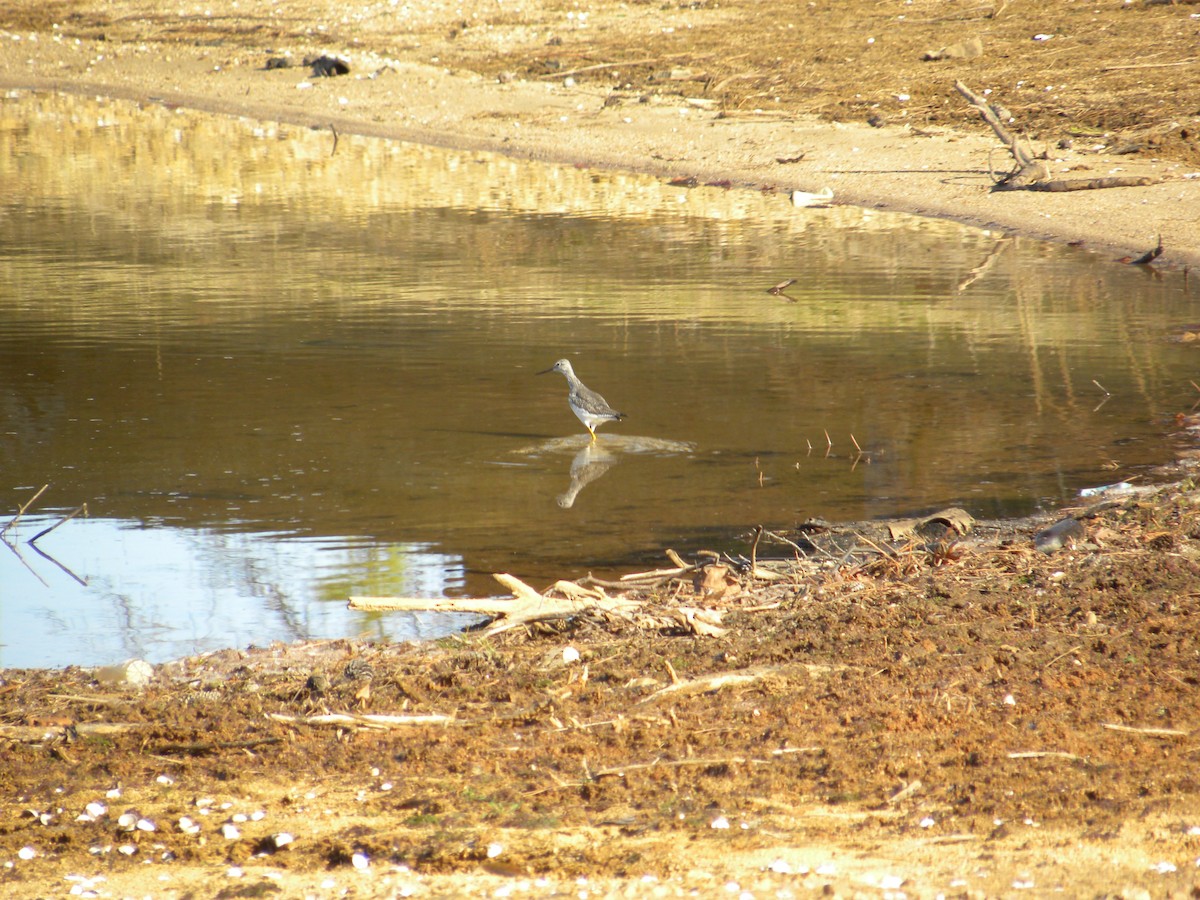 Greater Yellowlegs - Eric Haskell