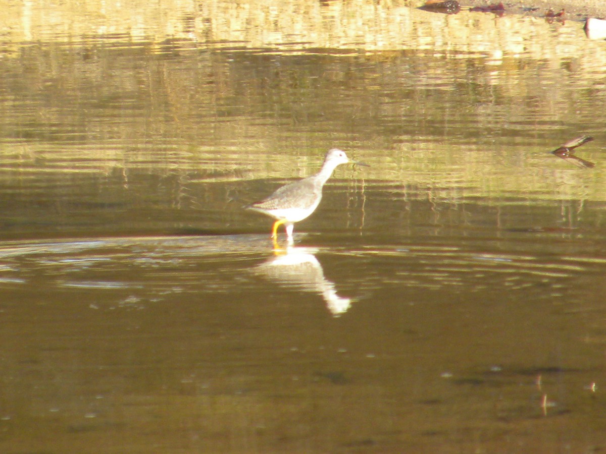 Greater Yellowlegs - Eric Haskell