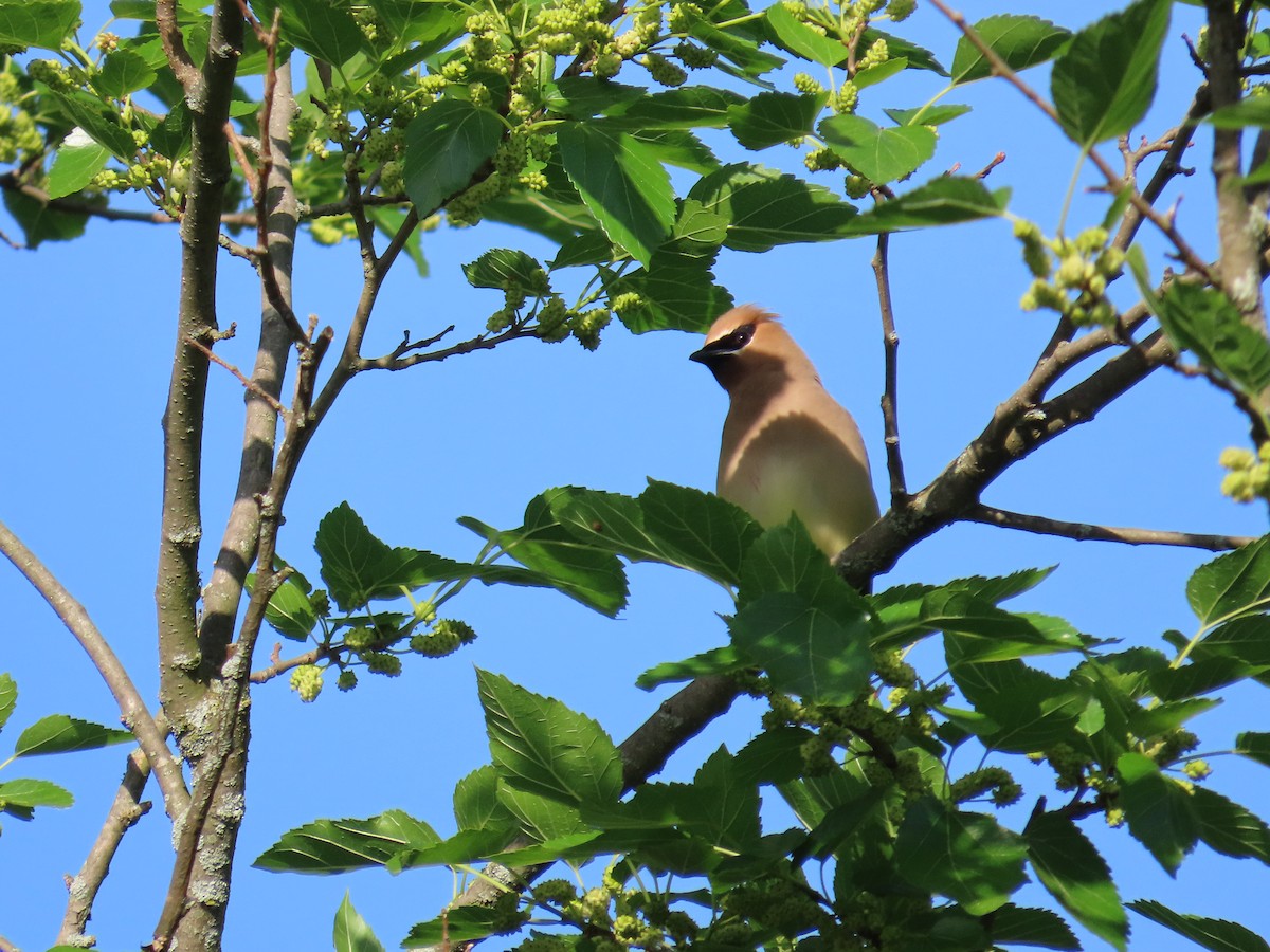 Cedar Waxwing - ML619588453