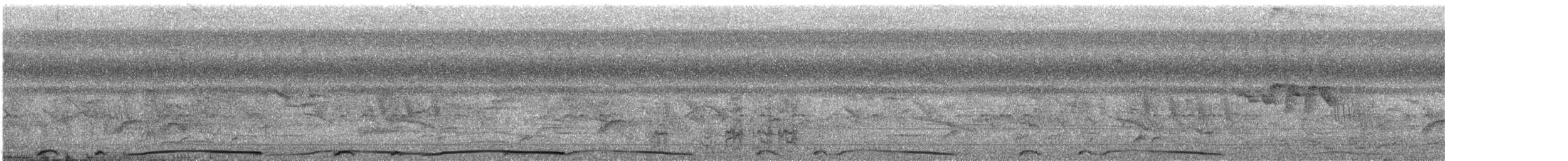 holub neotropický - ML619588468