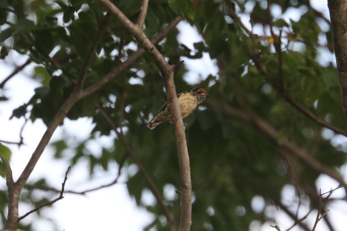 Ochraceous Piculet - ML619588470