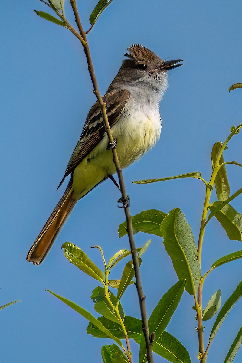 Ash-throated Flycatcher - Jhoneil Centeno