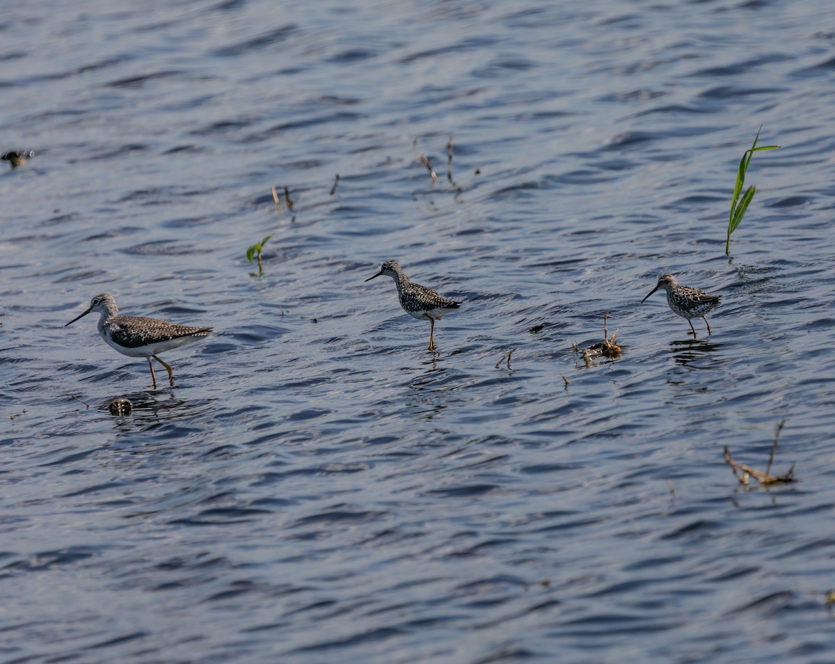 Lesser Yellowlegs - Damon Haan