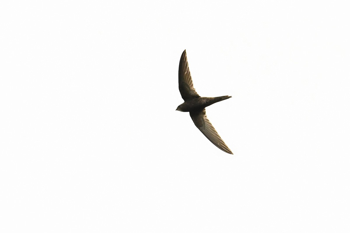 Common Swift - Mayoh DE Vleeschauwer