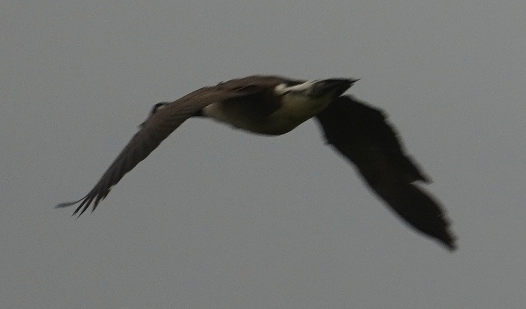 Canada Goose - John McCallister