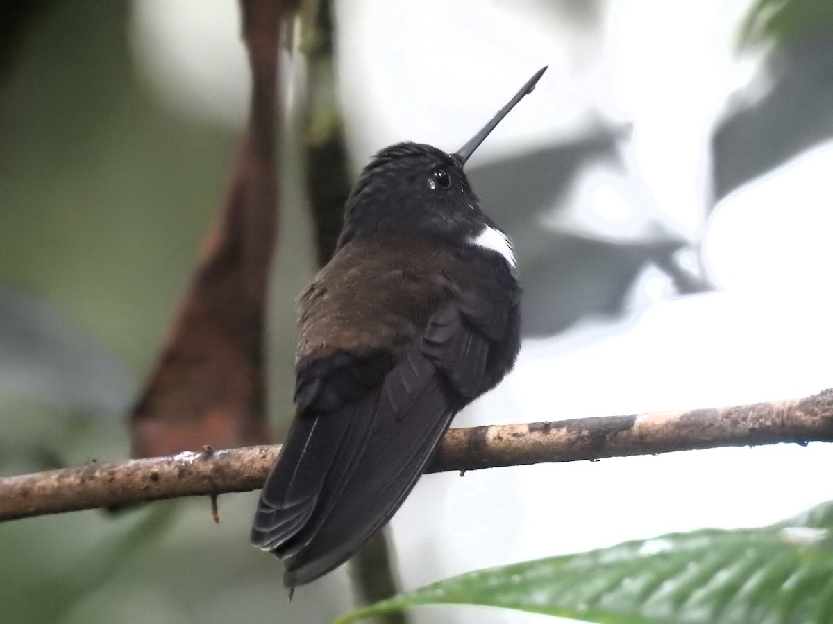 Blauschulterkolibri - ML619588480