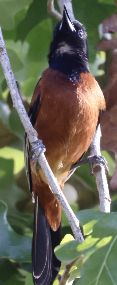 Orchard Oriole - ML619588485