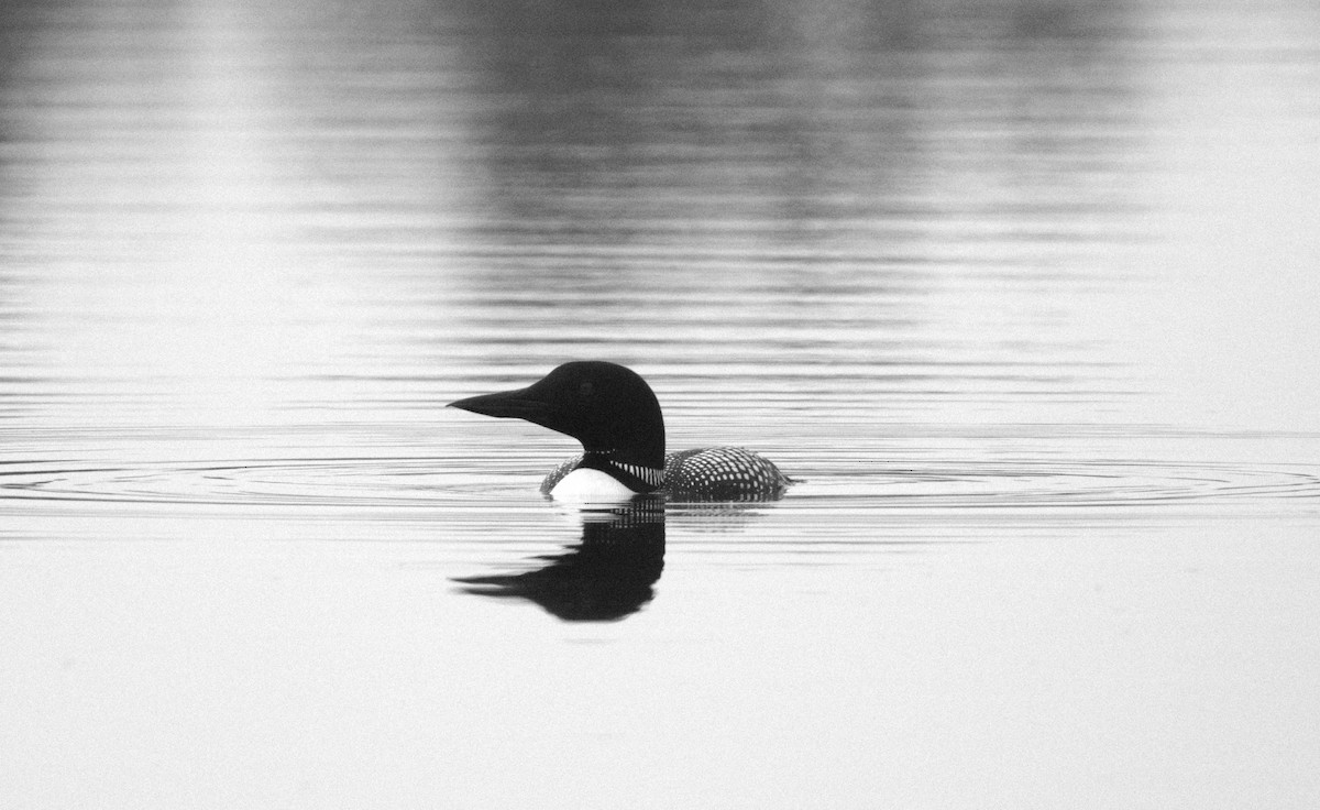 Common Loon - Chris Van Norman