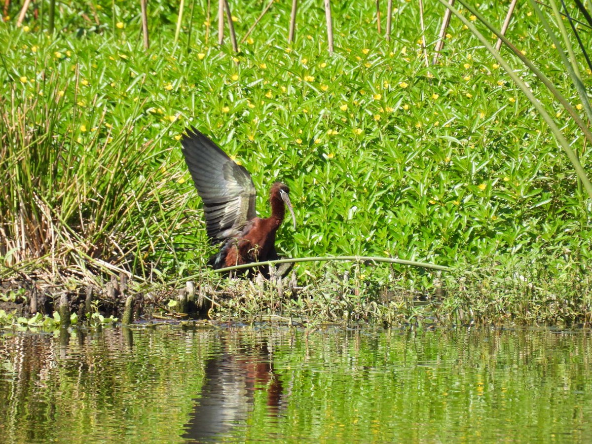 Glossy Ibis - Denise Rychlik