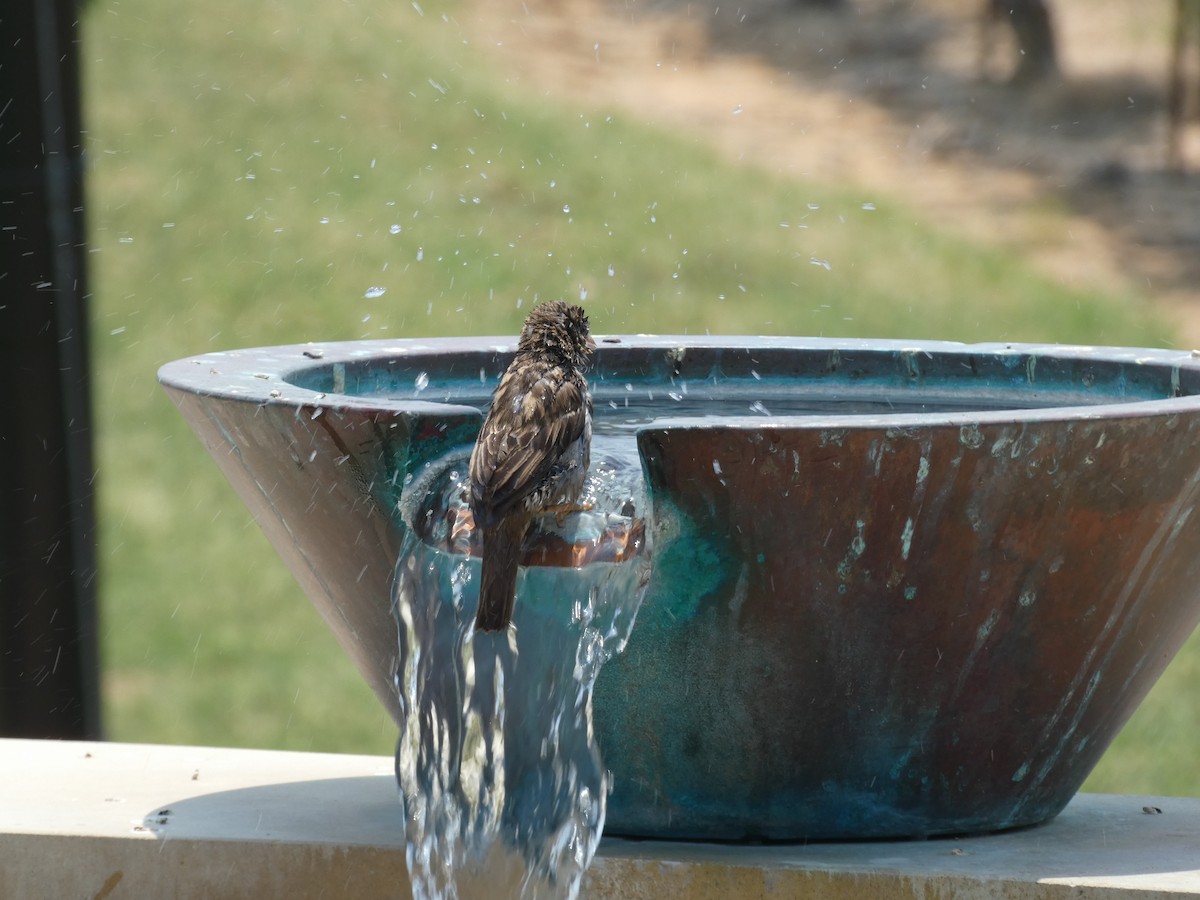 House Sparrow - Kirra Loves Cats