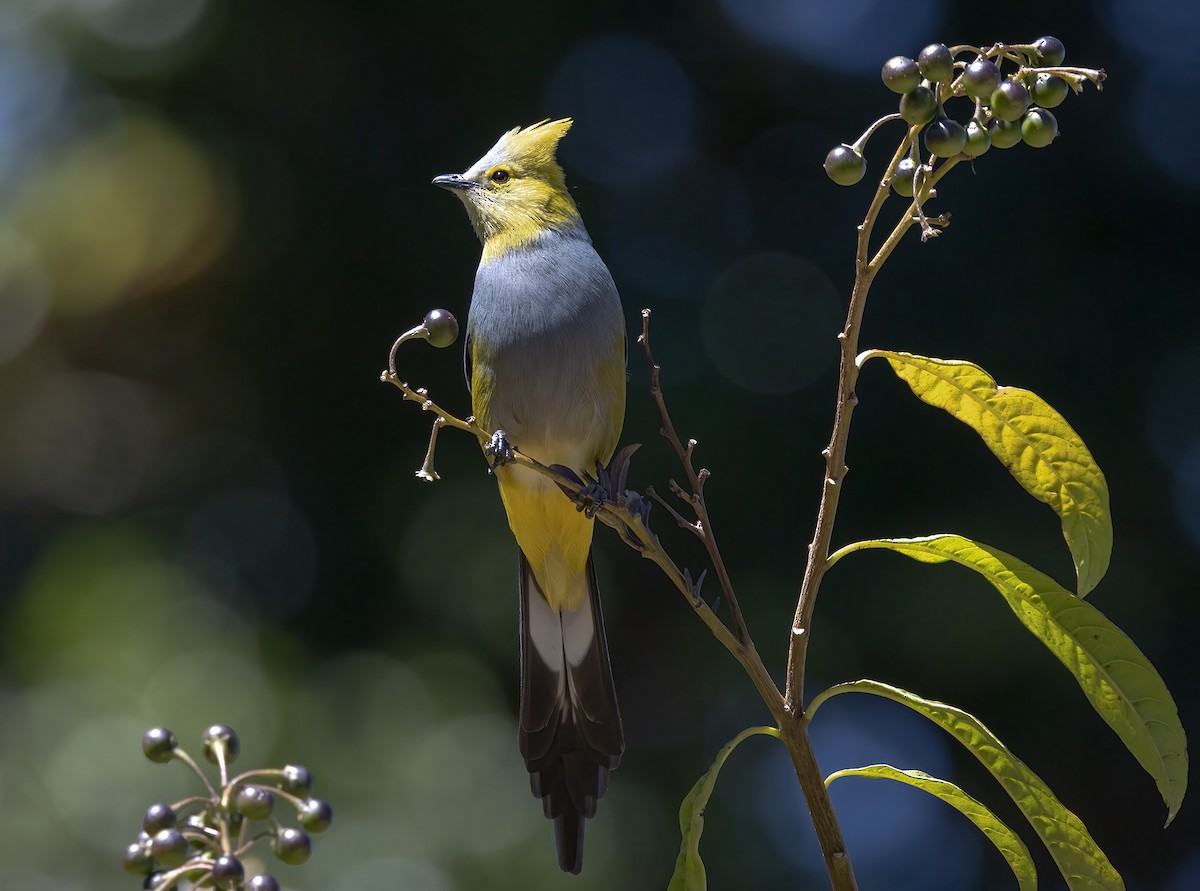 Long-tailed Silky-flycatcher - Hubert Janiszewski